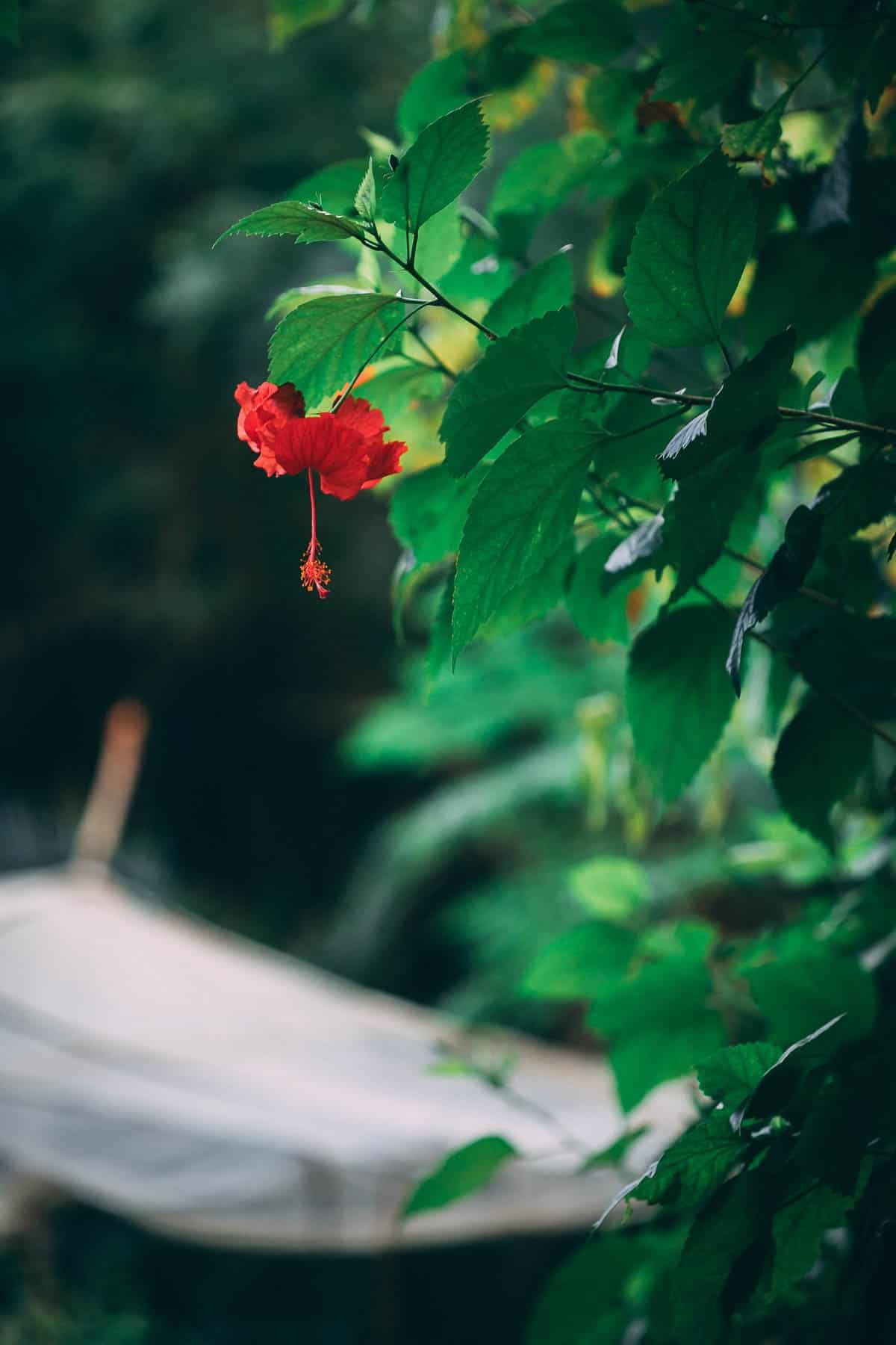 Chá de hibisco do jardim